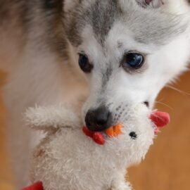 Zrób szarpaka dla zwierzaka ze schroniska 11.04.2026